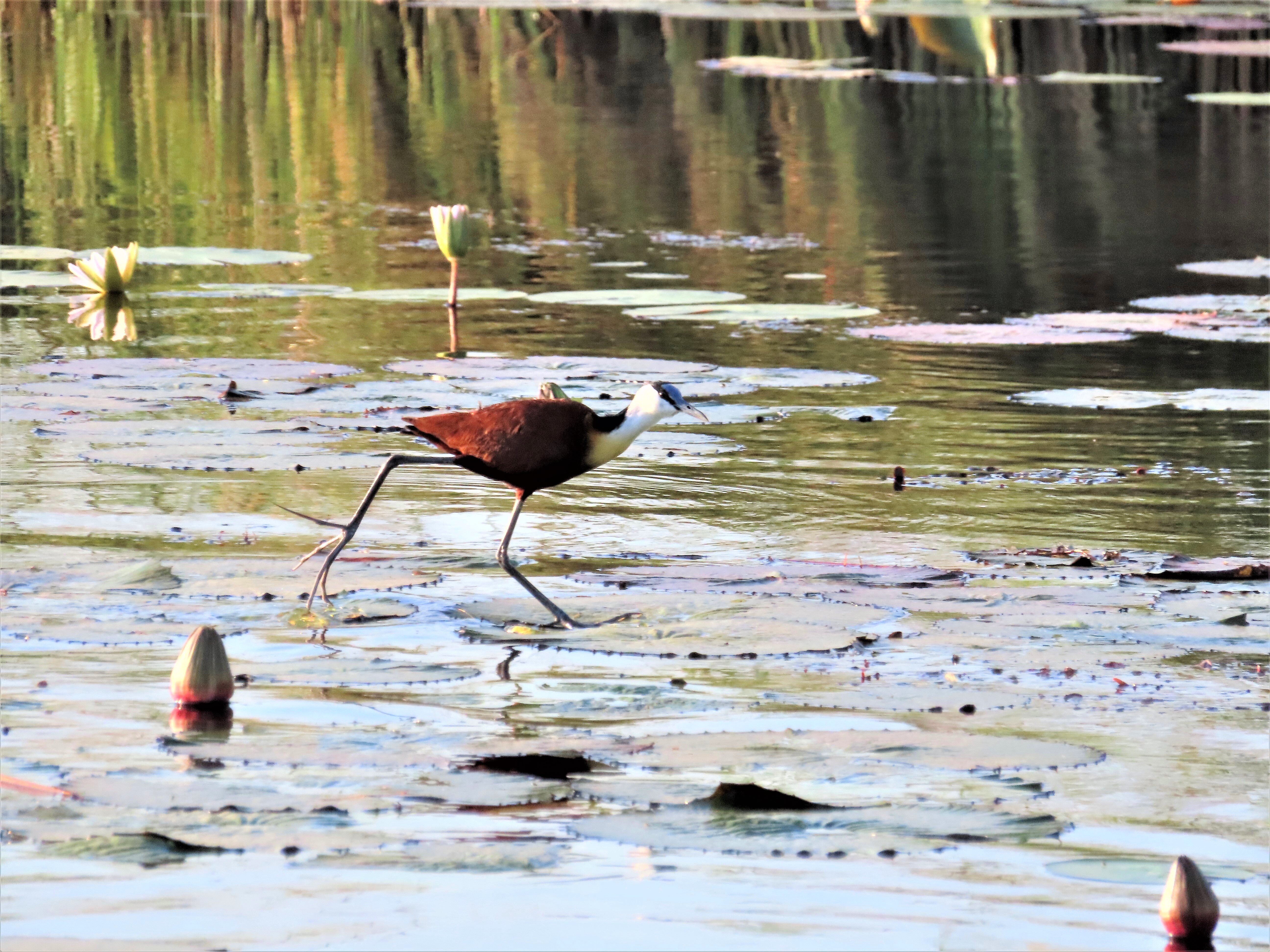 Botswana: The Okavango Delta — Where the Desert Teaches You What Water Means