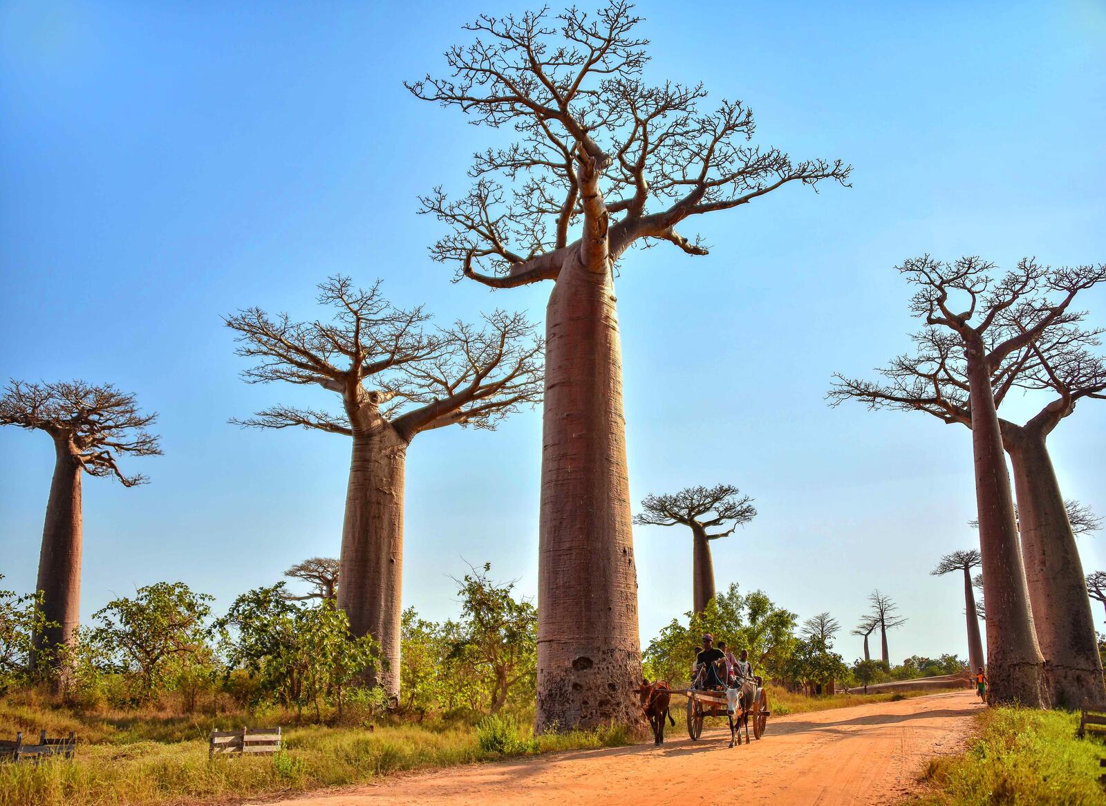 Madagascar: The Eighth Continent — Where Lemurs Outnumber People