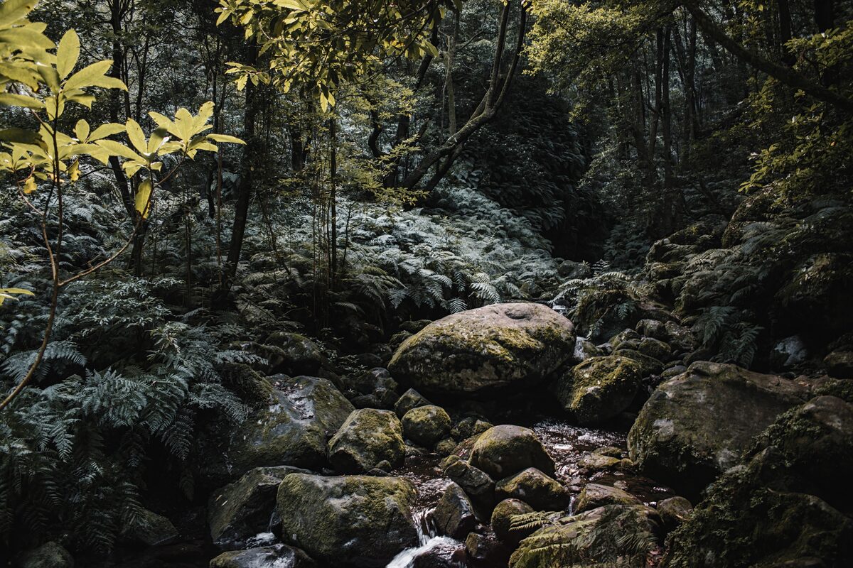 Madeira: A 5-Day Nature Guide